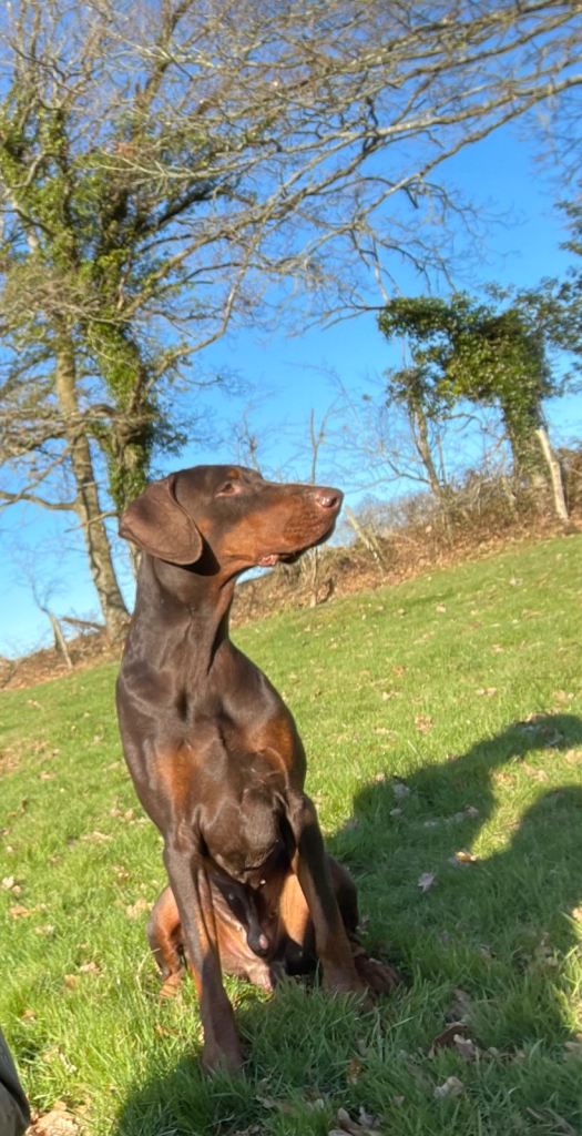 Spartan, young Doberman 