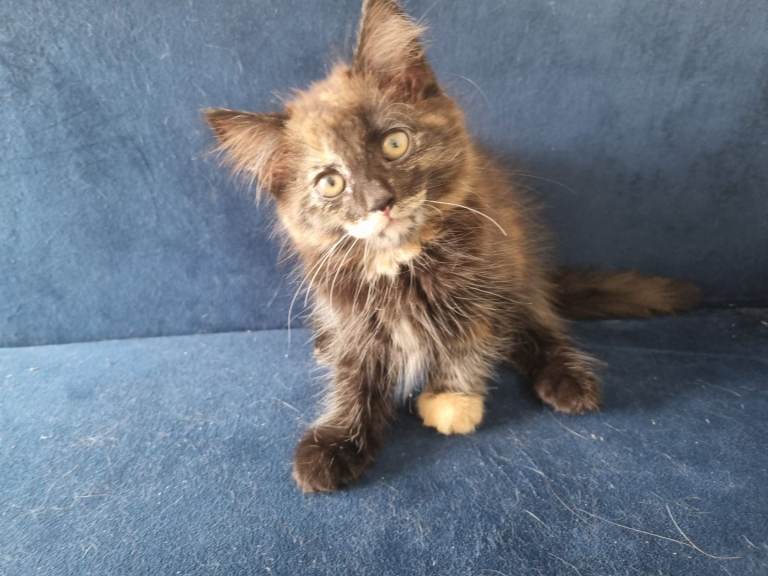 Kittens for sale 
