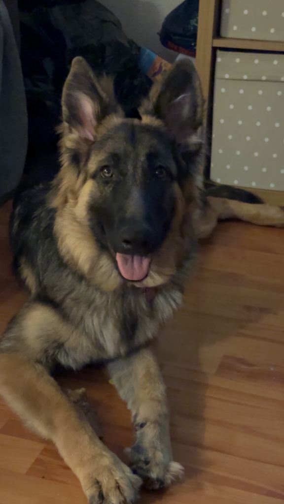 German shepherd puppy