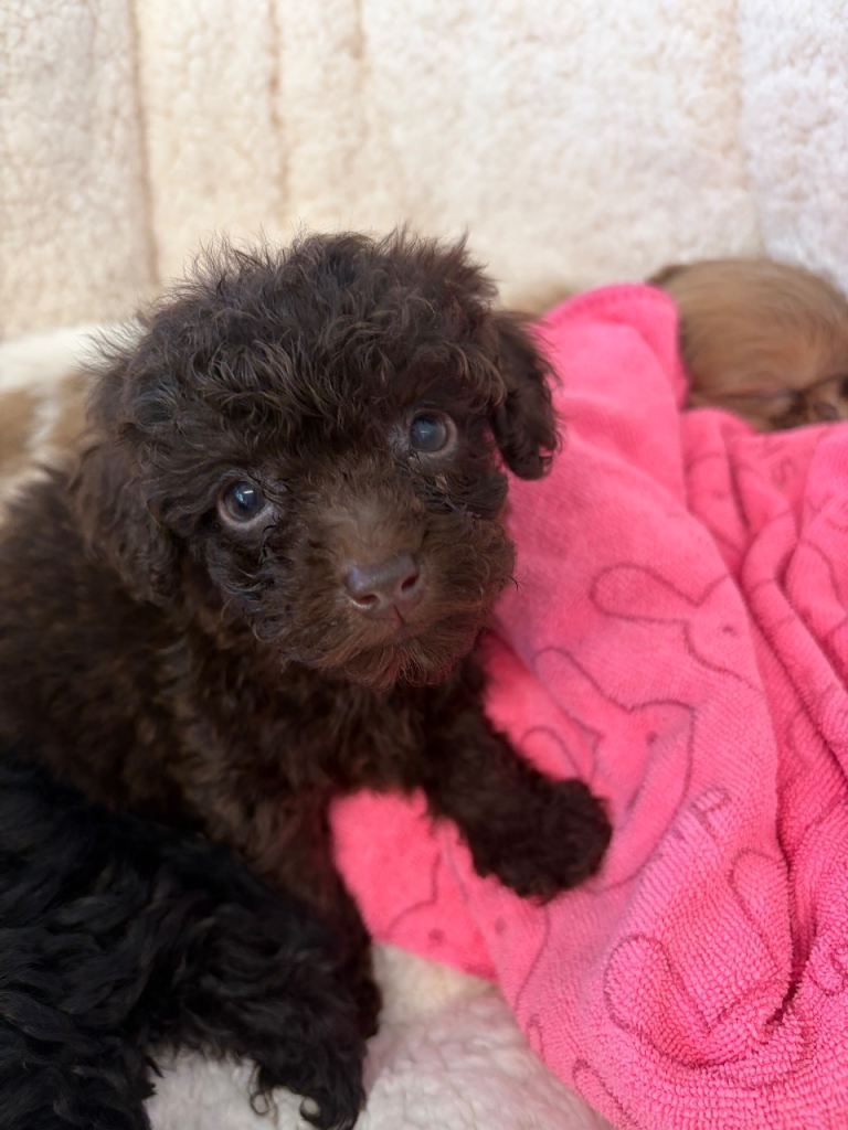 stunning toy poodle puppies 
