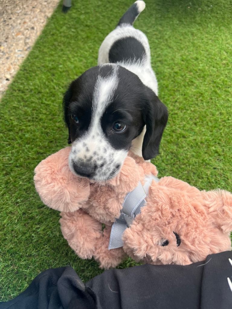Spaniel beagle boy