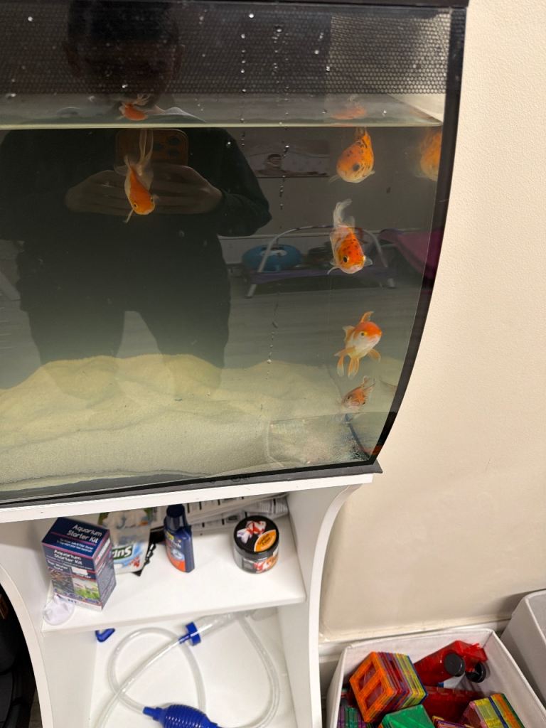 Curved Glass Fish Tank with White Cabinet Stand - Good Condition