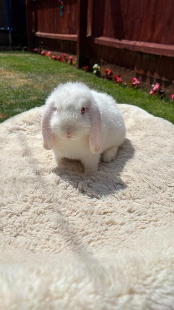 Pure White Mini Lop Rabbit