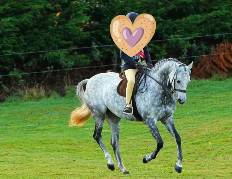 MACEY 🤍Beautiful Dapple Grey pony for Sale