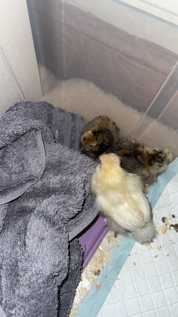 Baby silkie chicks 3 weeks old