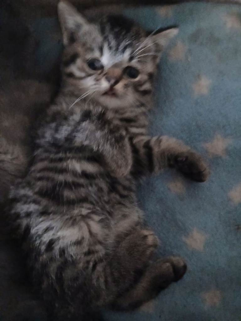 Gorgeous kittens ready now ! 