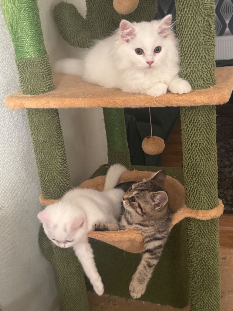Beautiful Pedigree British Shorthair Kittens