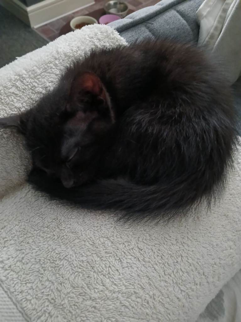 Kitten