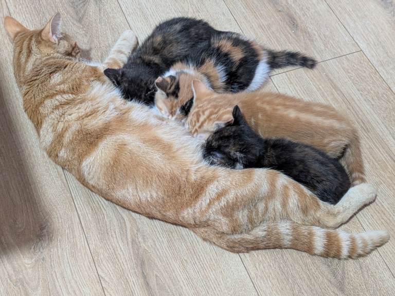 Adorable kittens ready to go 