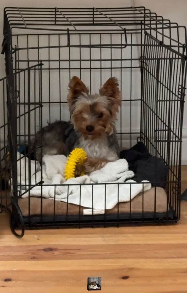 Medium Dog Crate 30” – Excellent Condition – £20