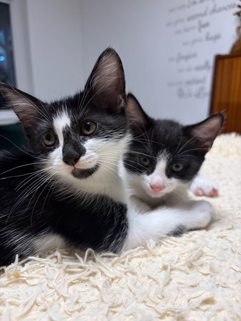 🐾 Beautiful Kittens Looking for Loving Homes 🐾
