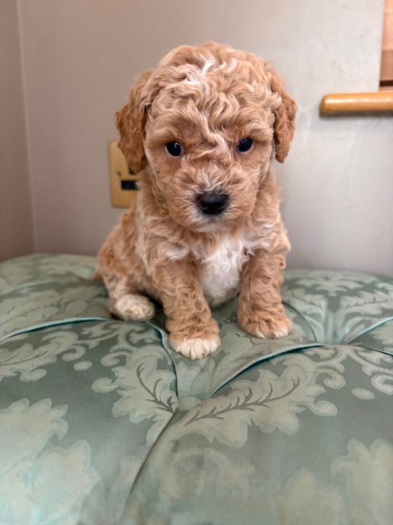 Poochon puppy’s 