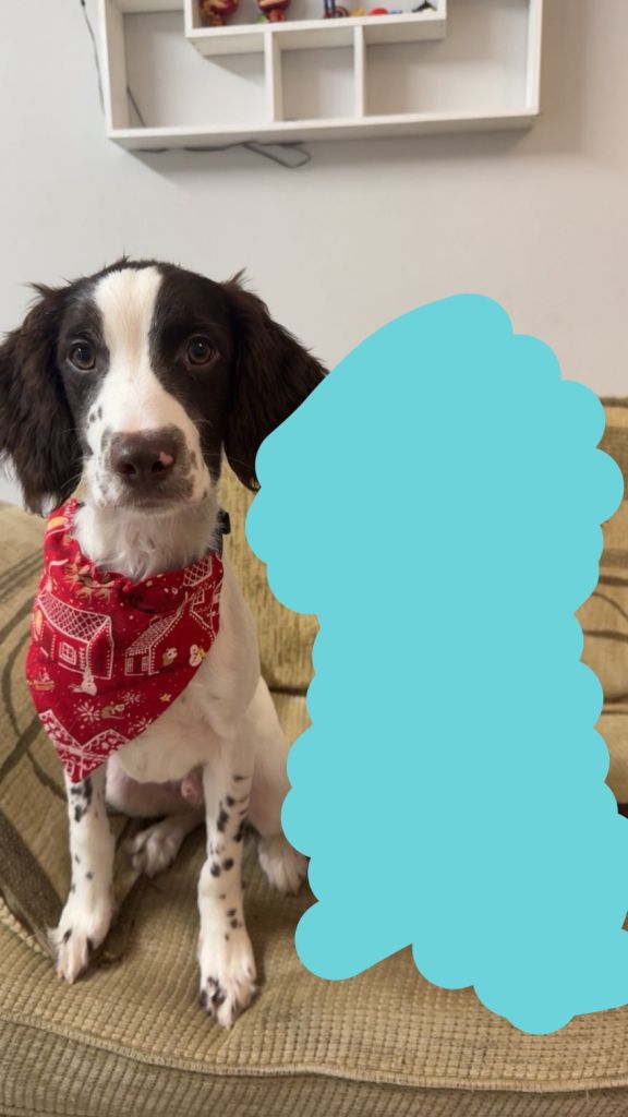 Full breed Springer spaniel pup for sale 