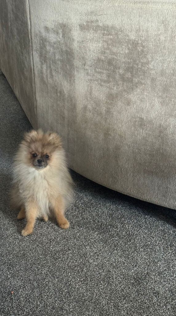 Pomeranian puppy 