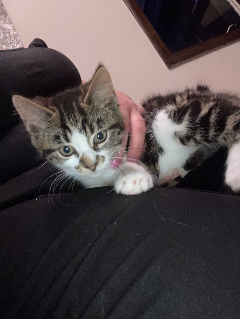 Kittens