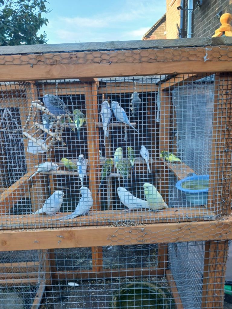 Budgies for sale 