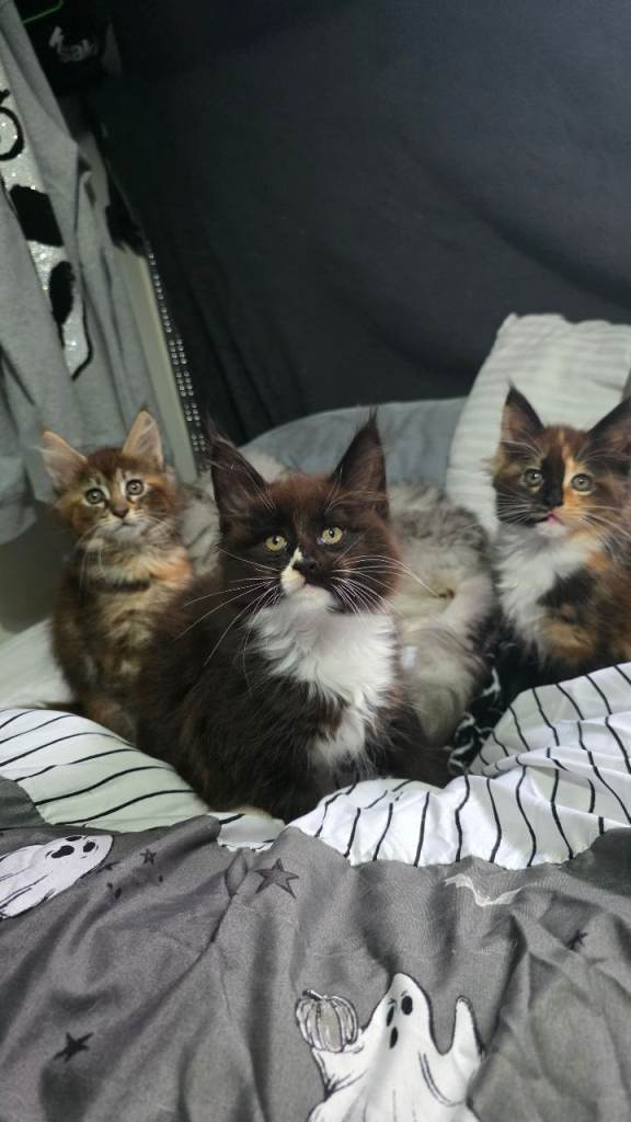 🐾 Beautiful Maine Coon Kittens for Sale – 1 Black & White Male and 2 Tortie Females – Ready Now! 🐾