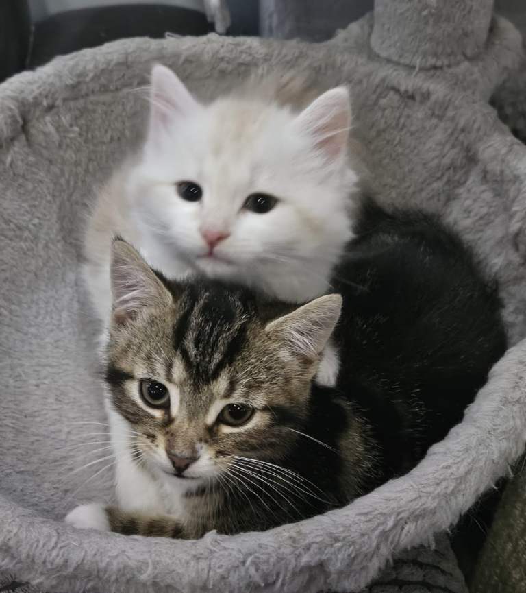 Adorable, fluffy Siberian kitten ready for a new home.