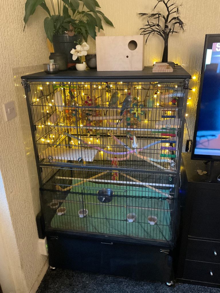 Cage and 4 budgies for sale