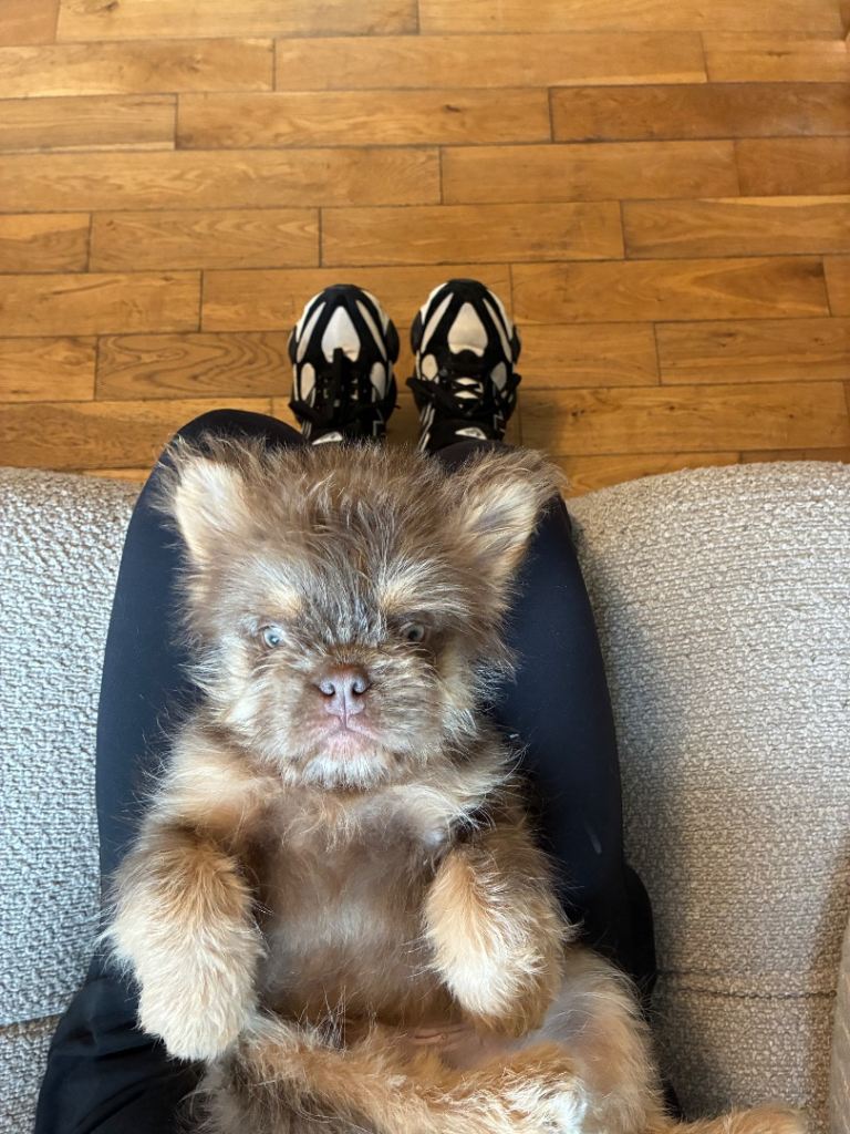 French bulldog floodle puppies 
