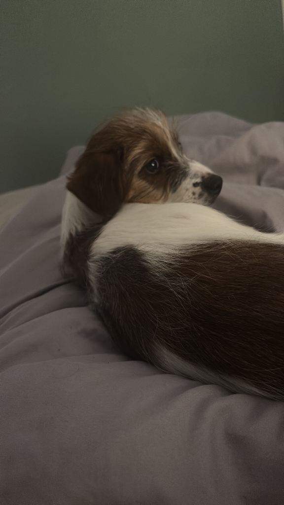 Miniature jack russell 6 month 