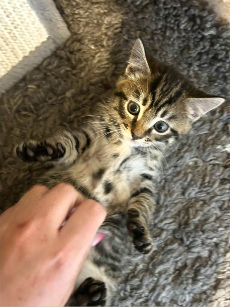 Kittens