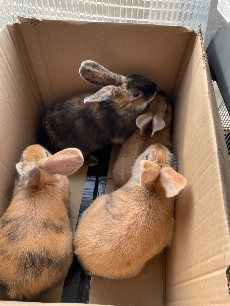 Selling 4 female , 1 male rabbits