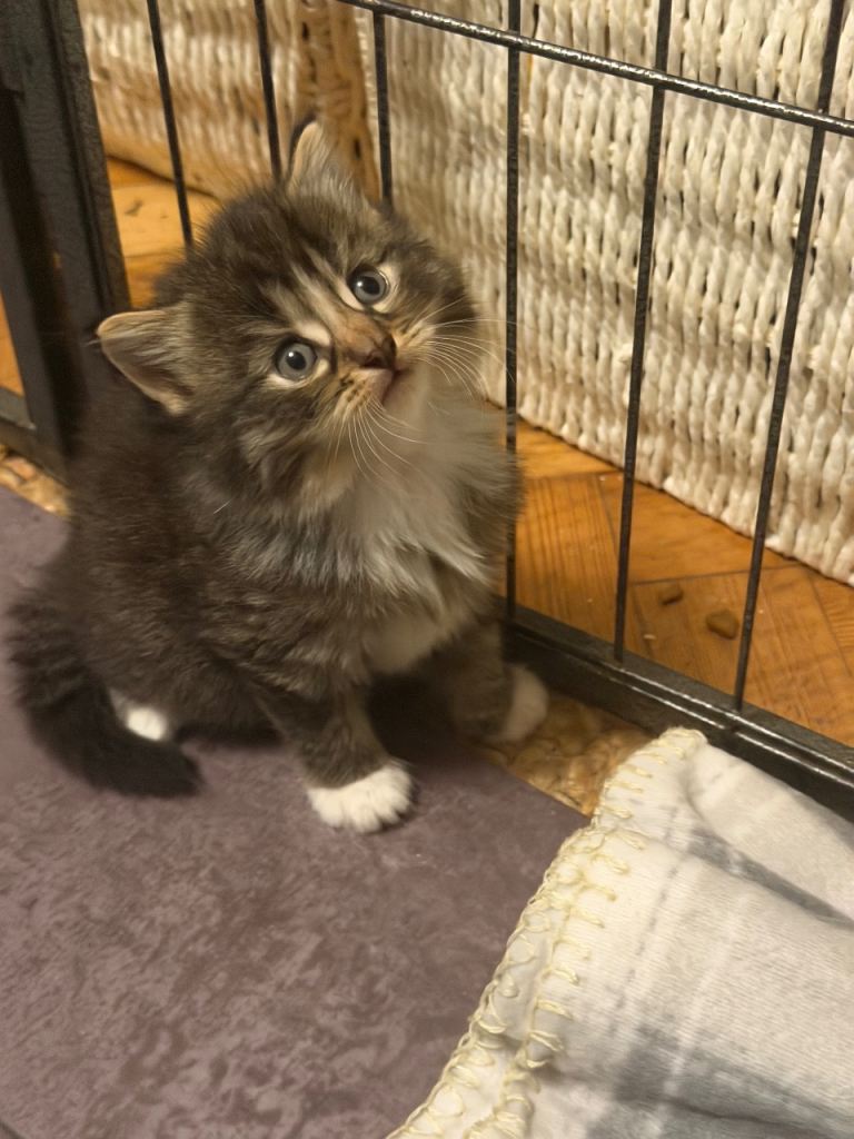 Maine coon/ ragdoll x long haired kittens x 5 