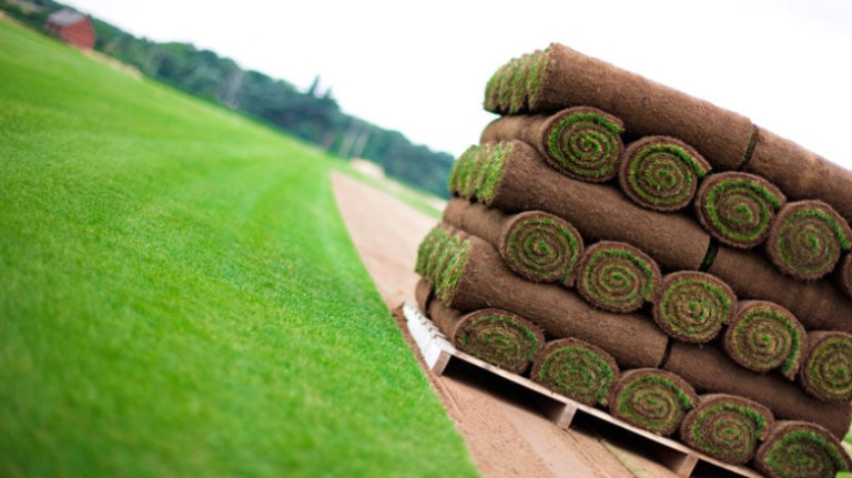image for SPORTSMAN GARDEN LAWN TURF £3.50 PER SQUARE METRE ROLL GRASS FRODSHAM