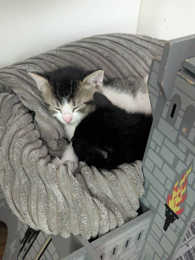 2 beautiful boys ready for their forever homes