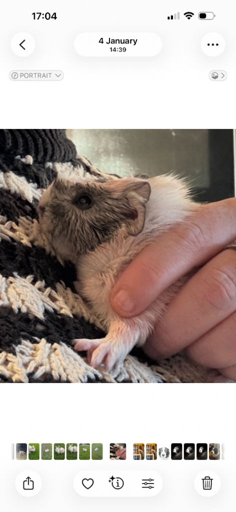 Male guinea pig 
