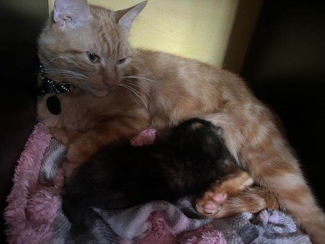 Kitten looking for a good home