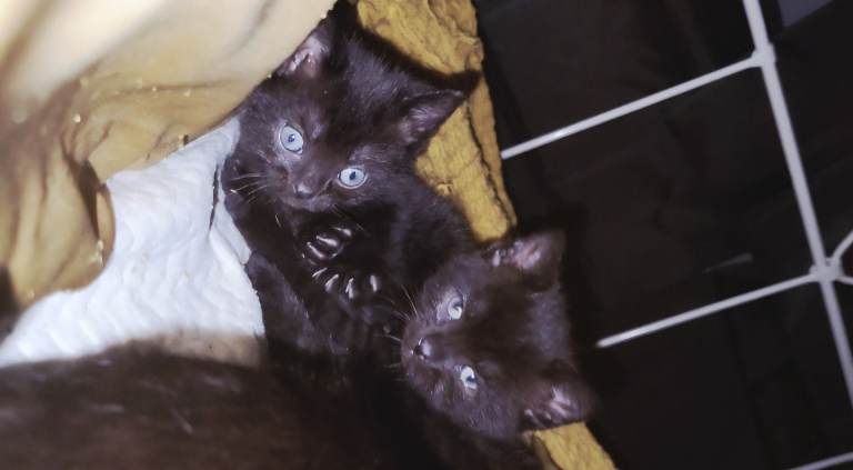 Adorable Black Kittens – Ready Now 🐾