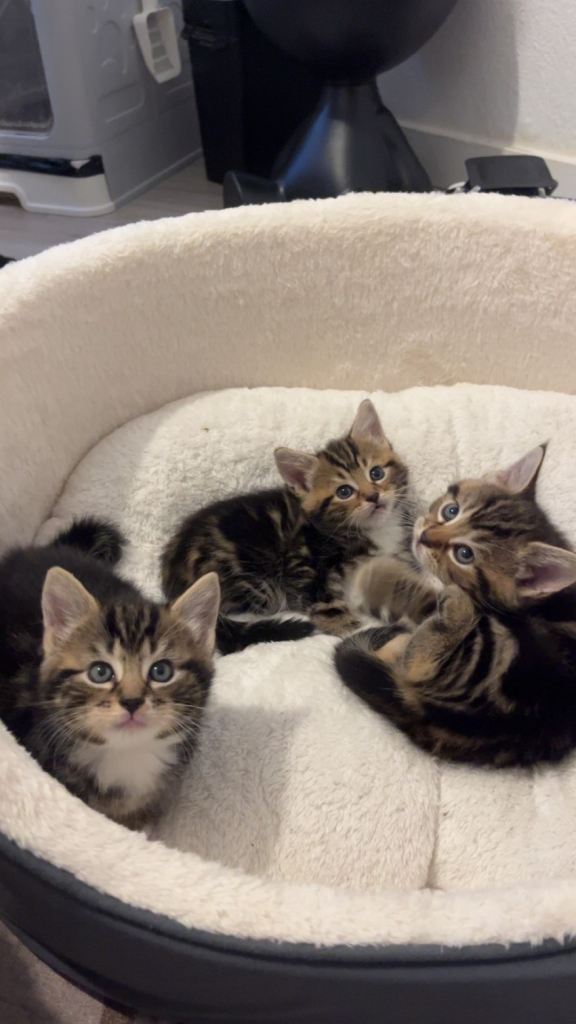  Three Gorgeous Tabby Kittens Ready to go NOW – 2 Girls & 1 Boy