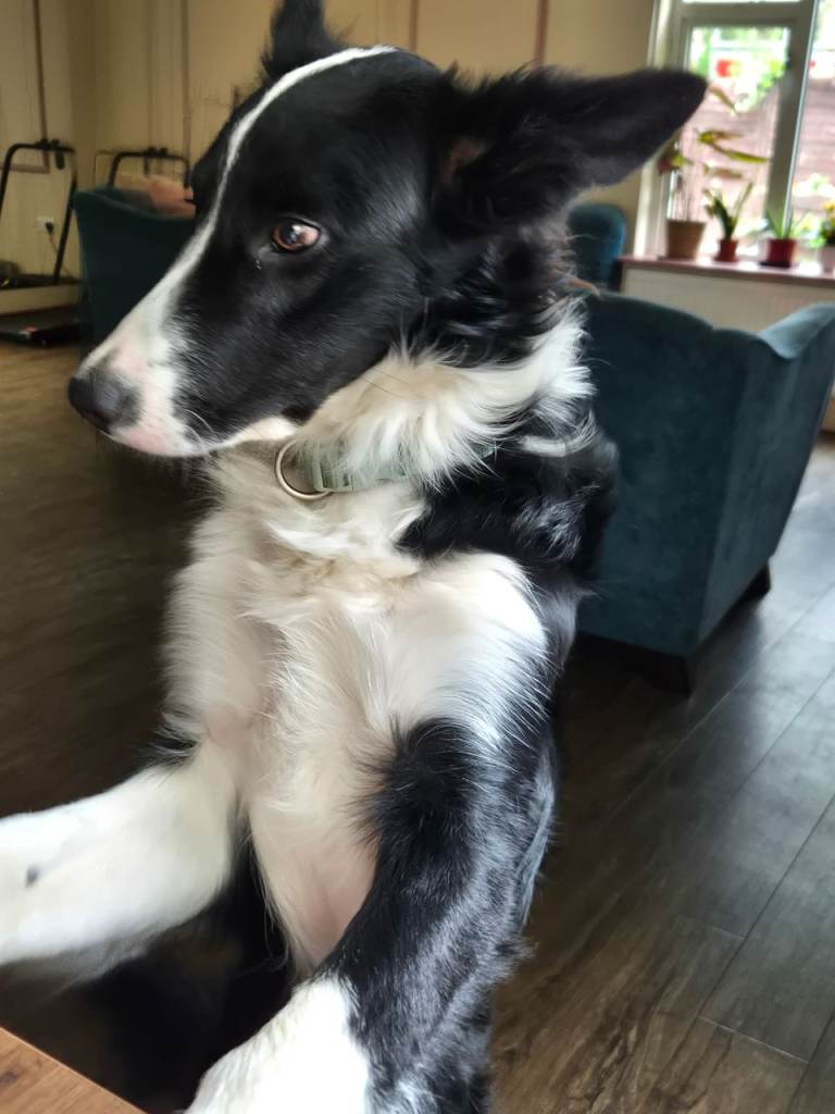 8 Month Old Un-neutered Collie 