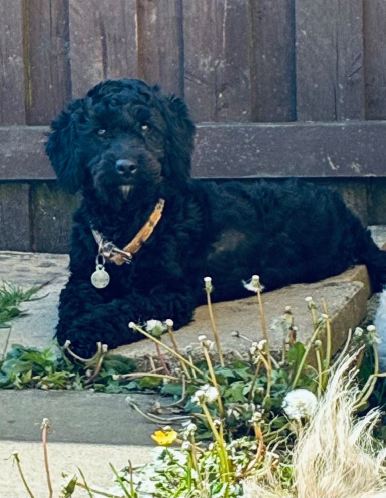 10 month old cockapoo female 