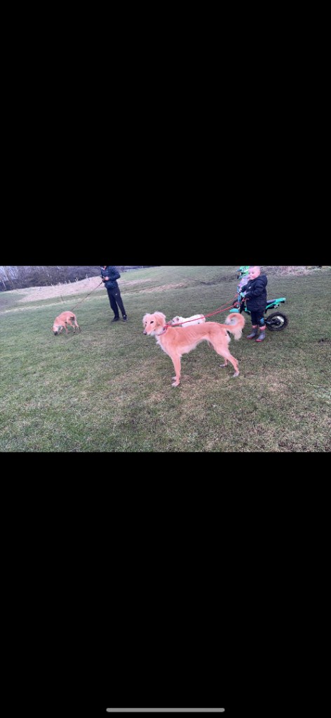 Saluki puppy’s 