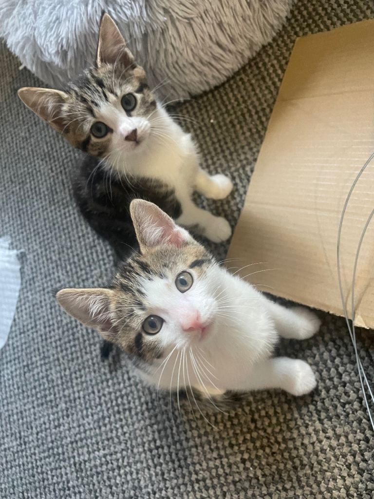 Tabby kittens 