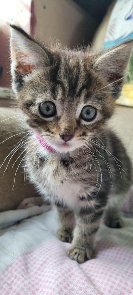 LAST ONE LEFT Gorgeous fluffy Maincoon x kittens ready now