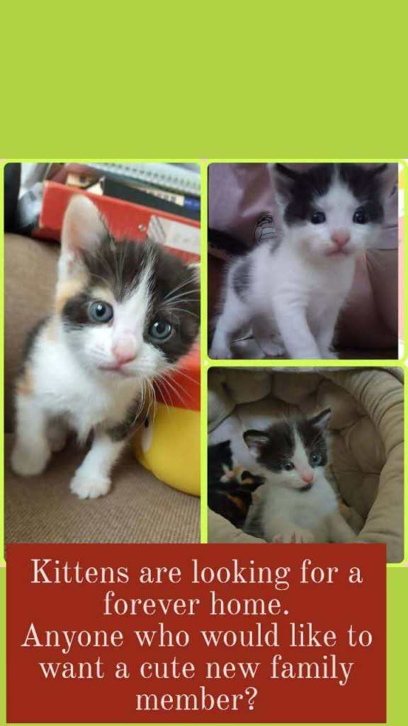 Gorgeous Fluffy Kittens Looking for Their Forever Homes! 🐾.