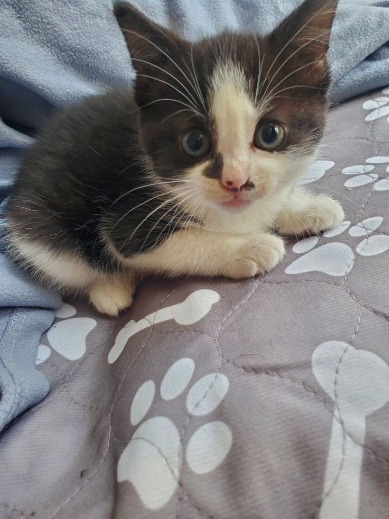 Kitten 