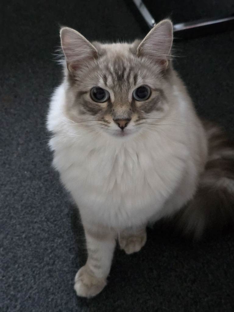 Mixed breed half ragdoll