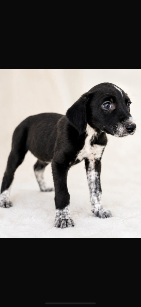READY NOW STUNNING LURCHER PUPPIES 