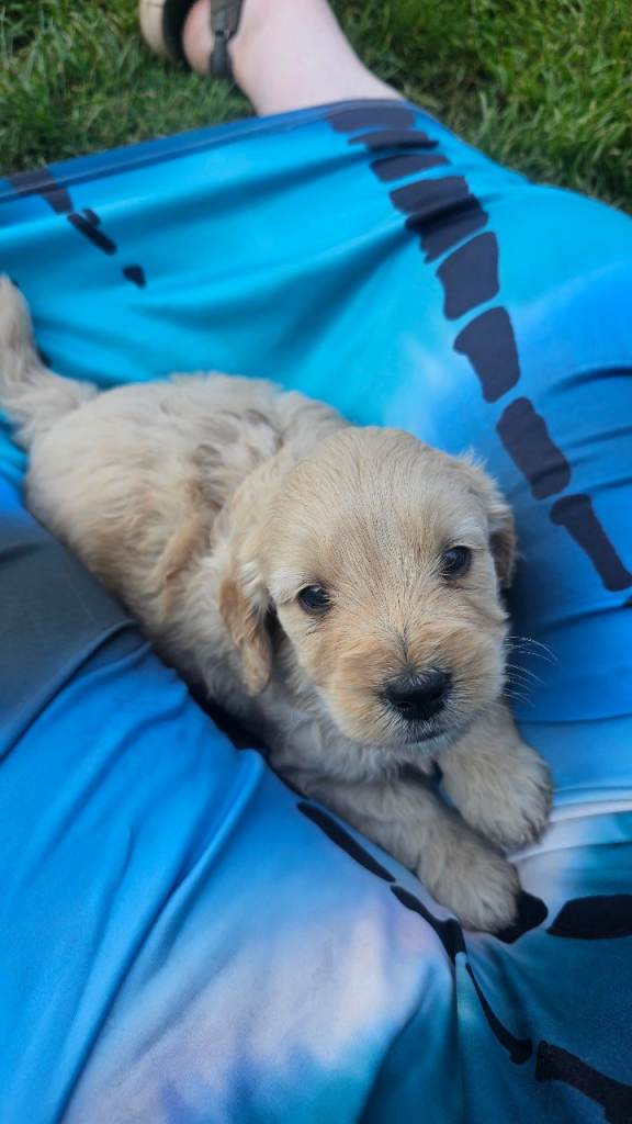 Last Mini Goldendoodle Girl for sale