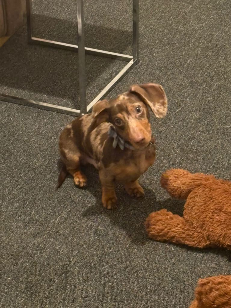 Miniature chocolate dapple dachshund