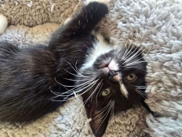 Black/brown tabby x bengul x tuxedo 