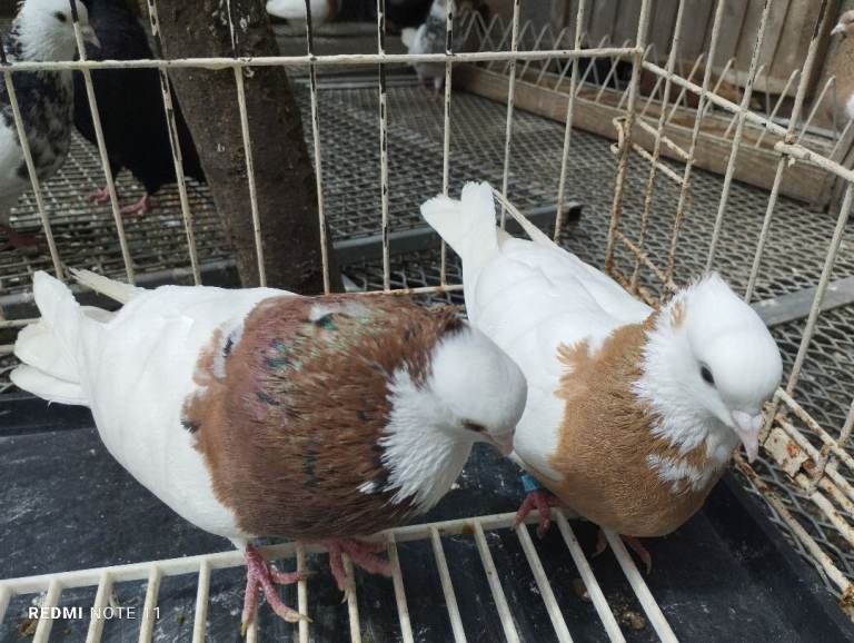 Iranian pigeon 