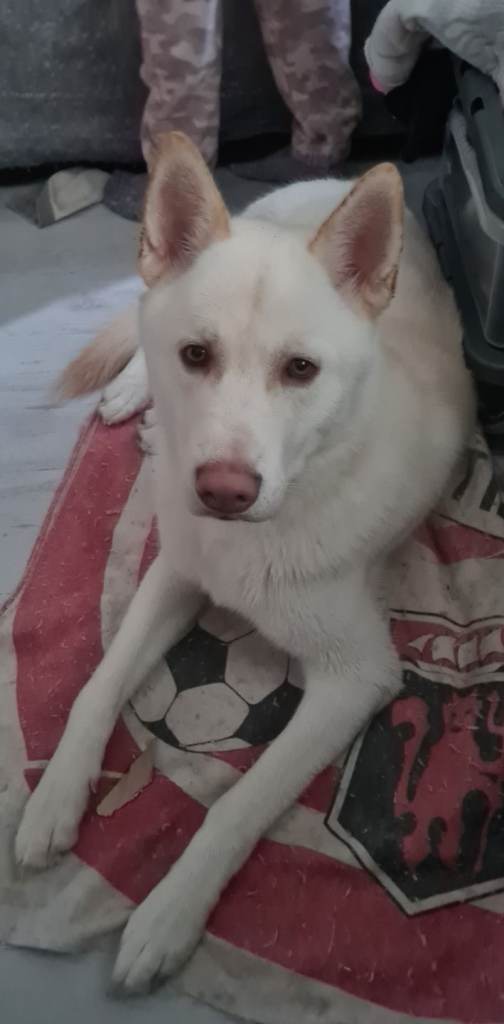 6 year old husky