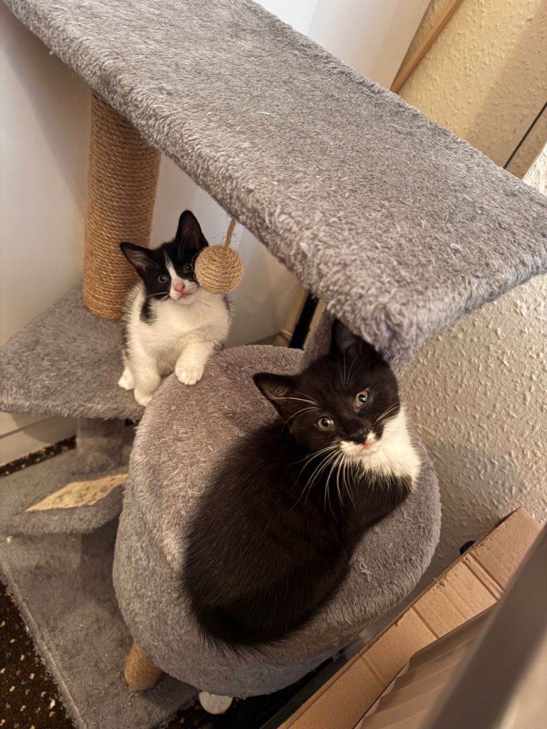 💕 Two Beautiful Female Kittens Looking for Their Forever Homes 💕