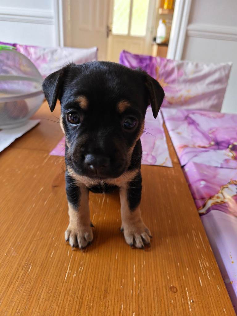Male French bulldog cross Jack Russell pups for sale
